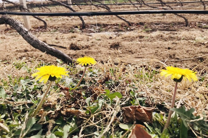 15540811679774.jpg 2.jpg