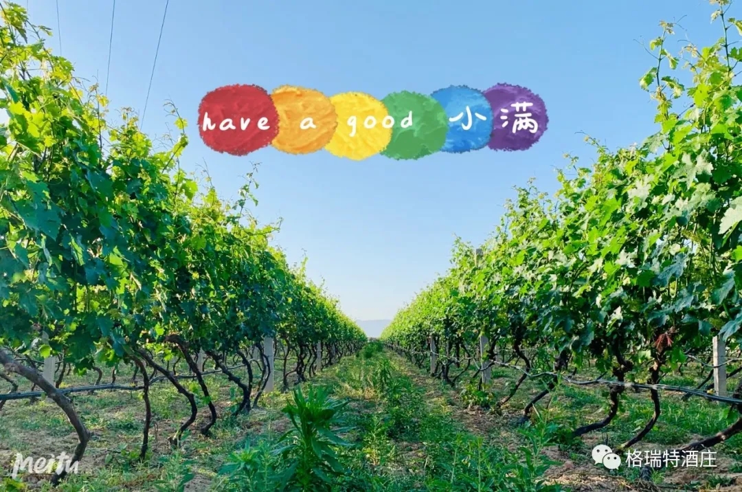 記錄小滿時節(jié)的酒莊、怎一美字了得！