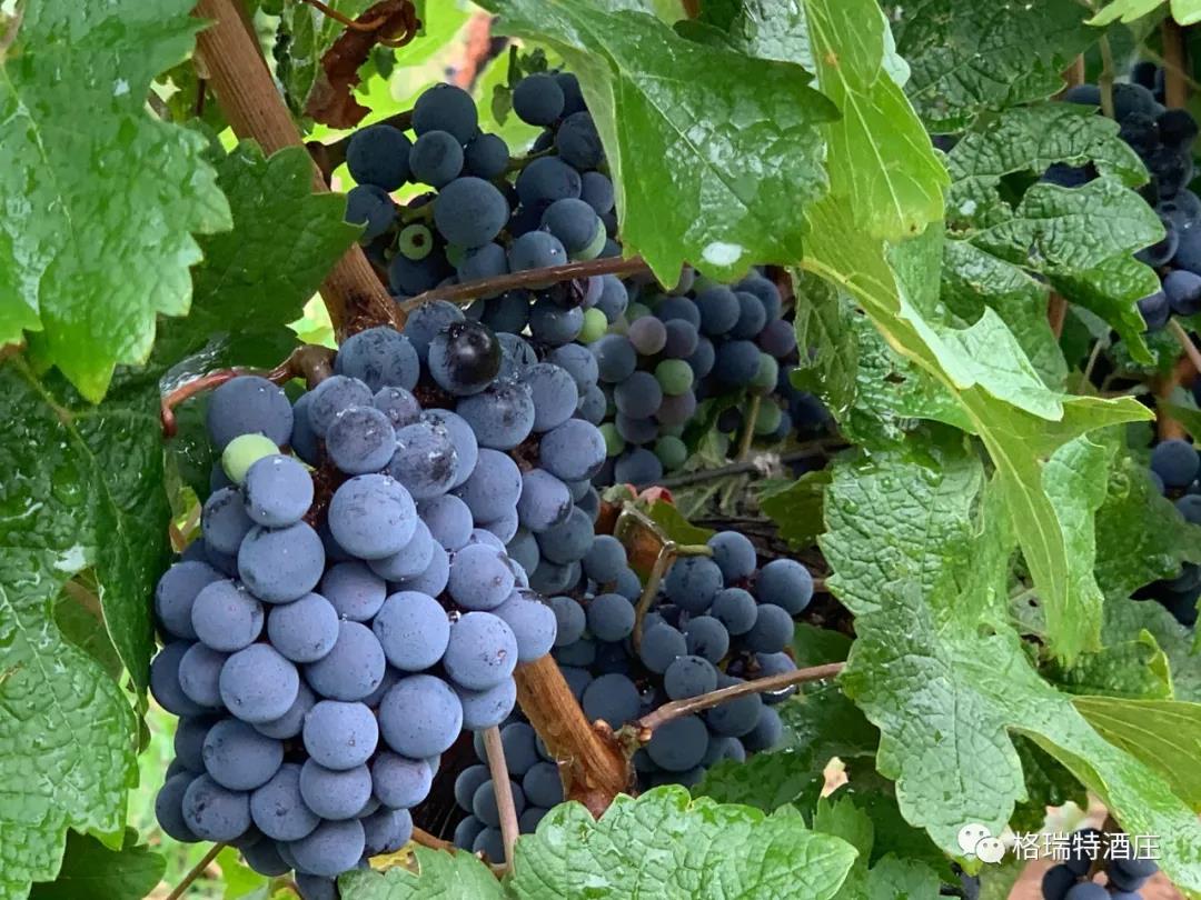 立秋：和去年相比，今年葡萄的變化居然這么大？