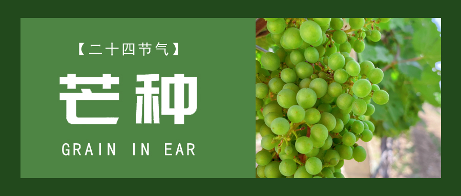 芒種 ▎忙終有獲，種得其所