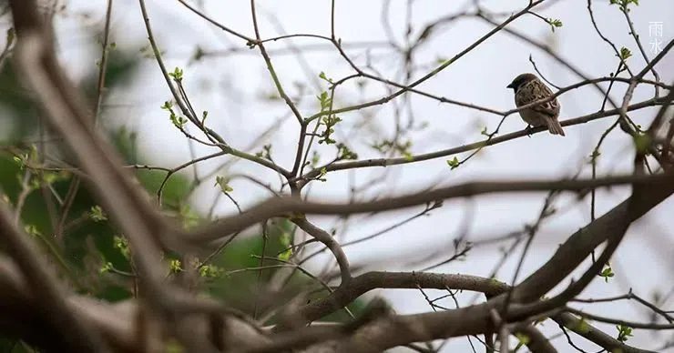 雨水||絲絲春雨潤萬物，杯杯美酒暖人心