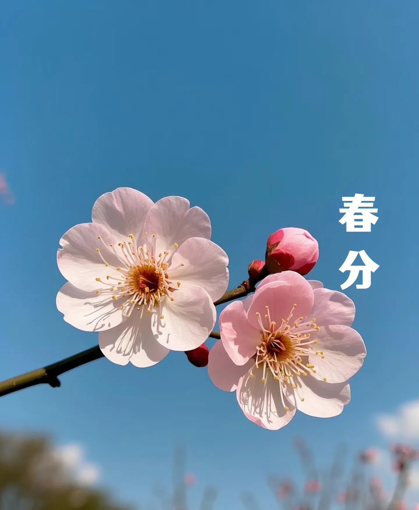 春分||花間一壺酒，莫負好時光